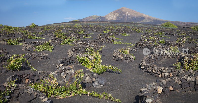 La Geria火山葡萄酒谷